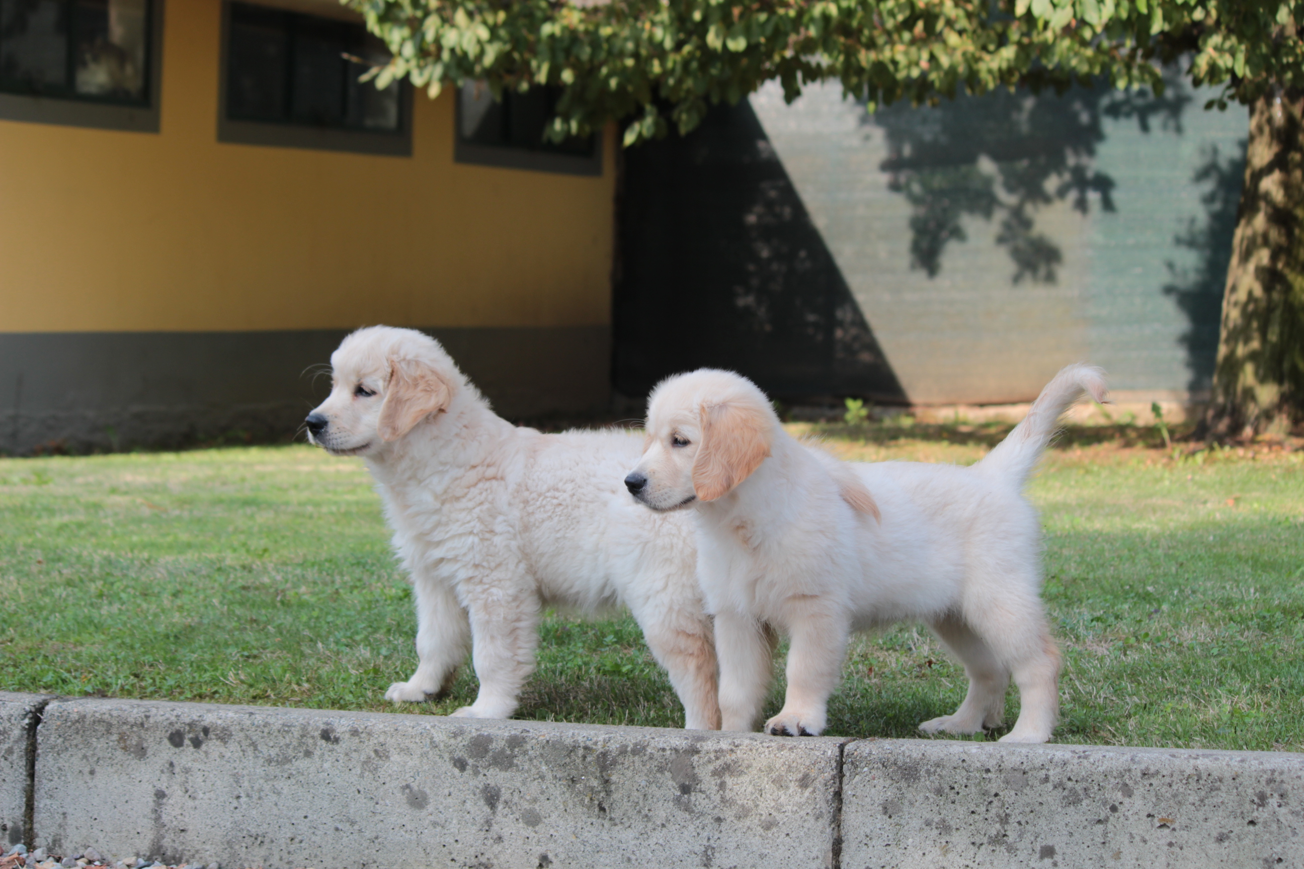 I NOSTRI CUCCIOLOTTI DI GOLDEN RETRIEVER
