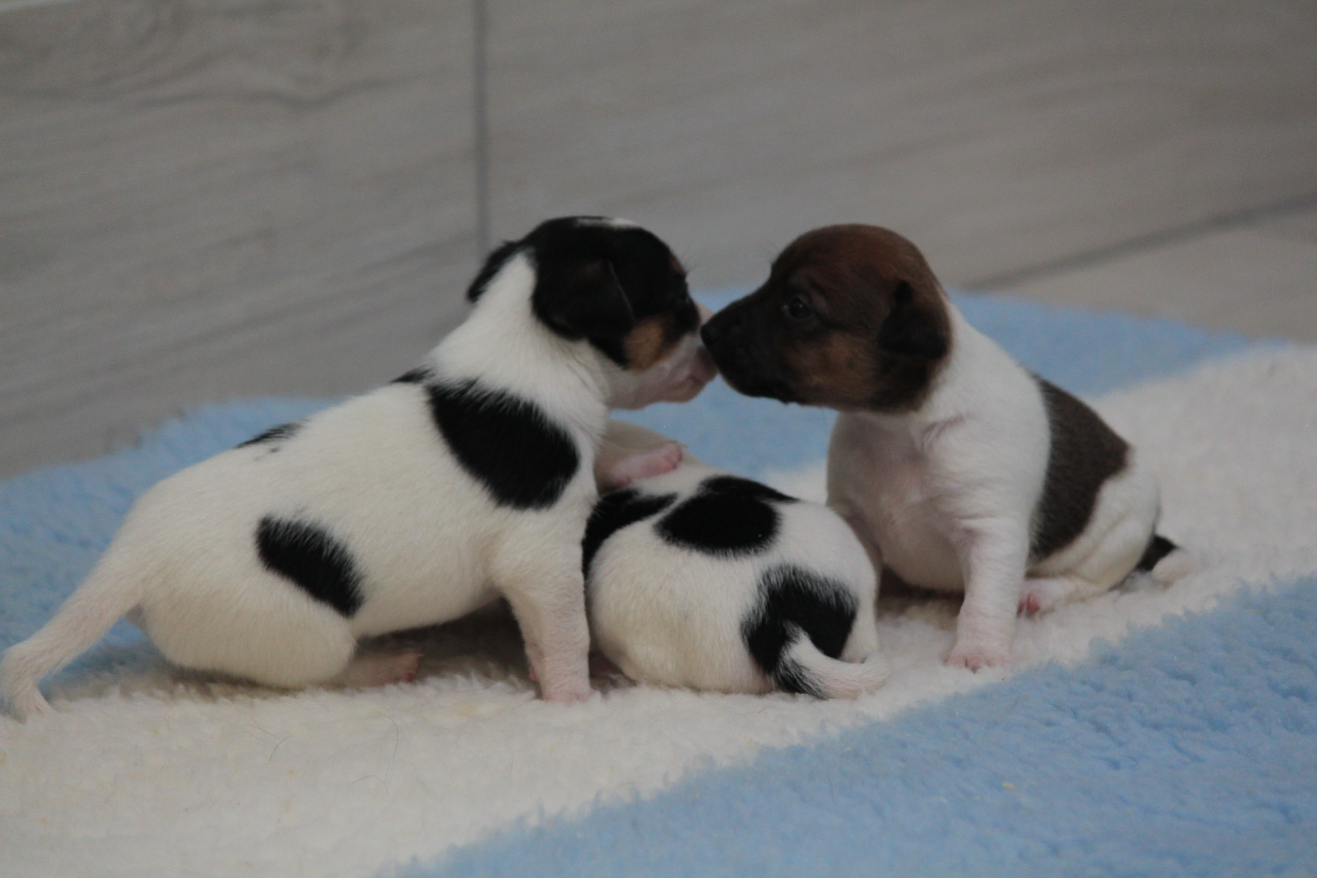 cuccioli jack russel 200 euro