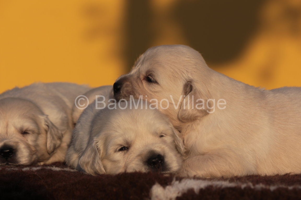 CUCCIOLI DI GOLDEN RETRIEVER Allevamento e