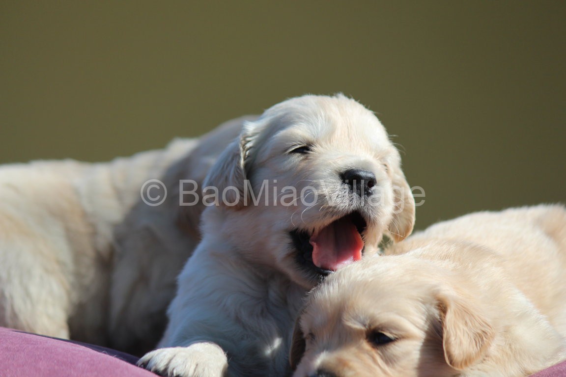 CUCCIOLI DI GOLDEN RETRIEVER Allevamento e