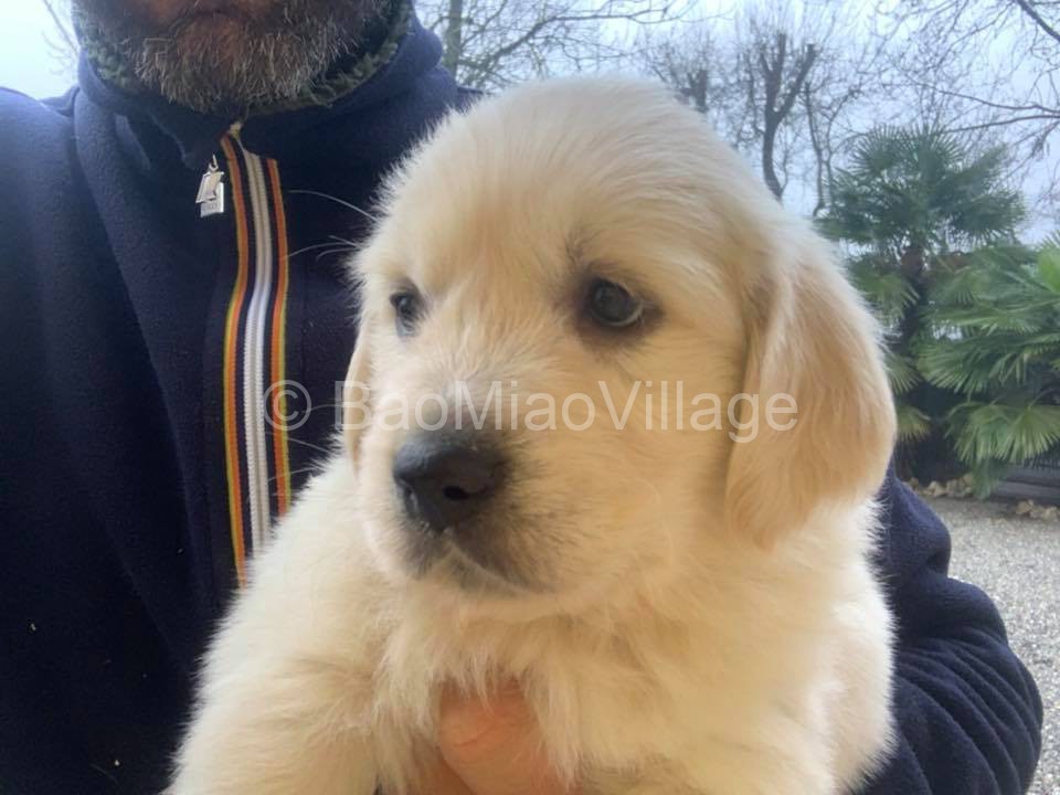 CUCCIOLI DI GOLDEN RETRIEVER Allevamento e