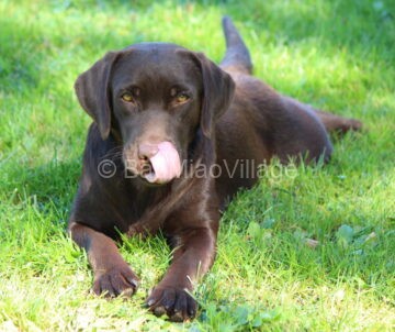 IMG_9148 (FILEminimizer) IMG_9148 (FILEminimizer)