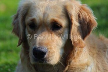 honey-f-golden-2-