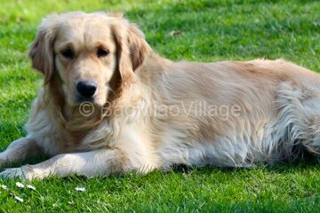 honey-f-golden