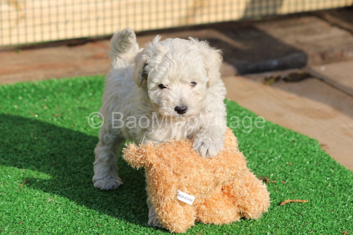 Barbone Toy Bianco - Allevamento e Pensione Animali in Lombardia Monza ...