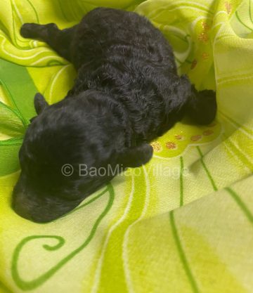 PELUCHE BARBONCINO CM.20 CANDY PELUCHE BARBONCINO CM.20 CANDY