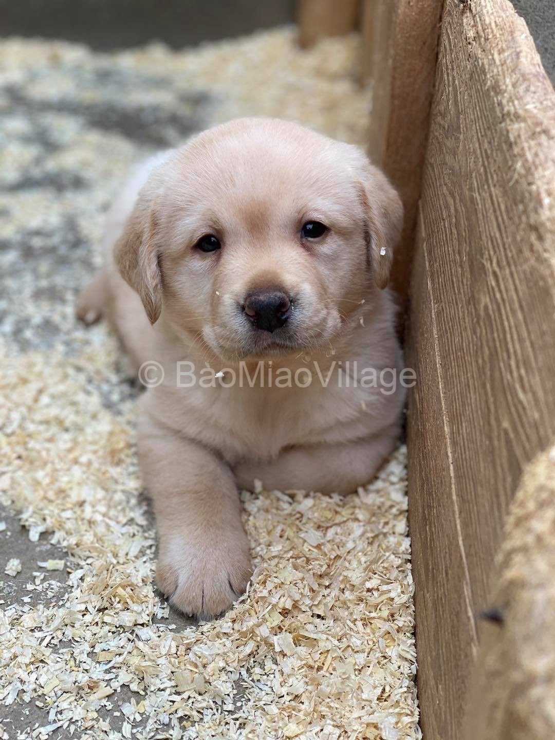 Labrador Retrievers - Allevamento e Pensione Animali in Lombardia Monza ...