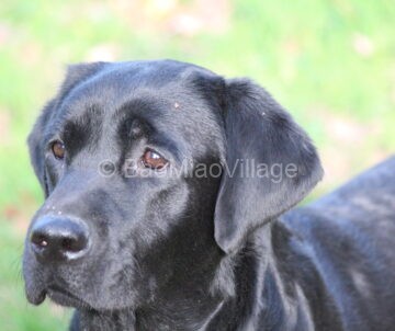 ZULEMA (1)